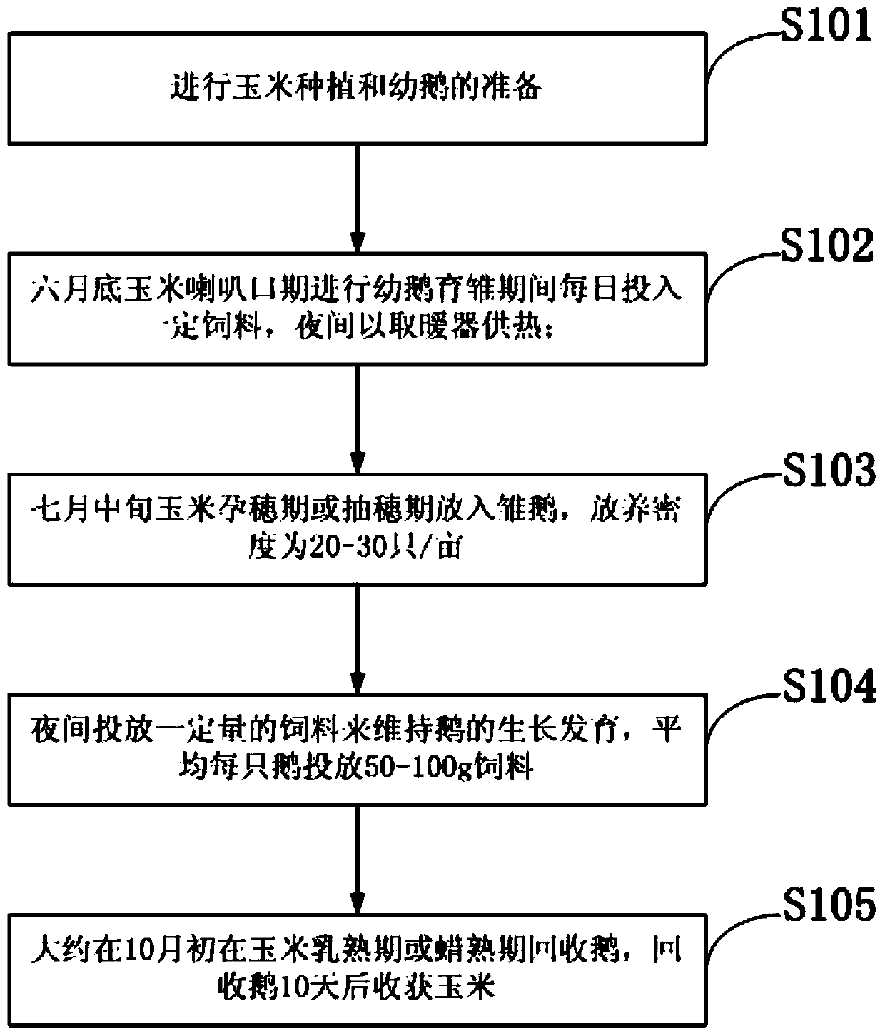 Method for raising geese in corn field