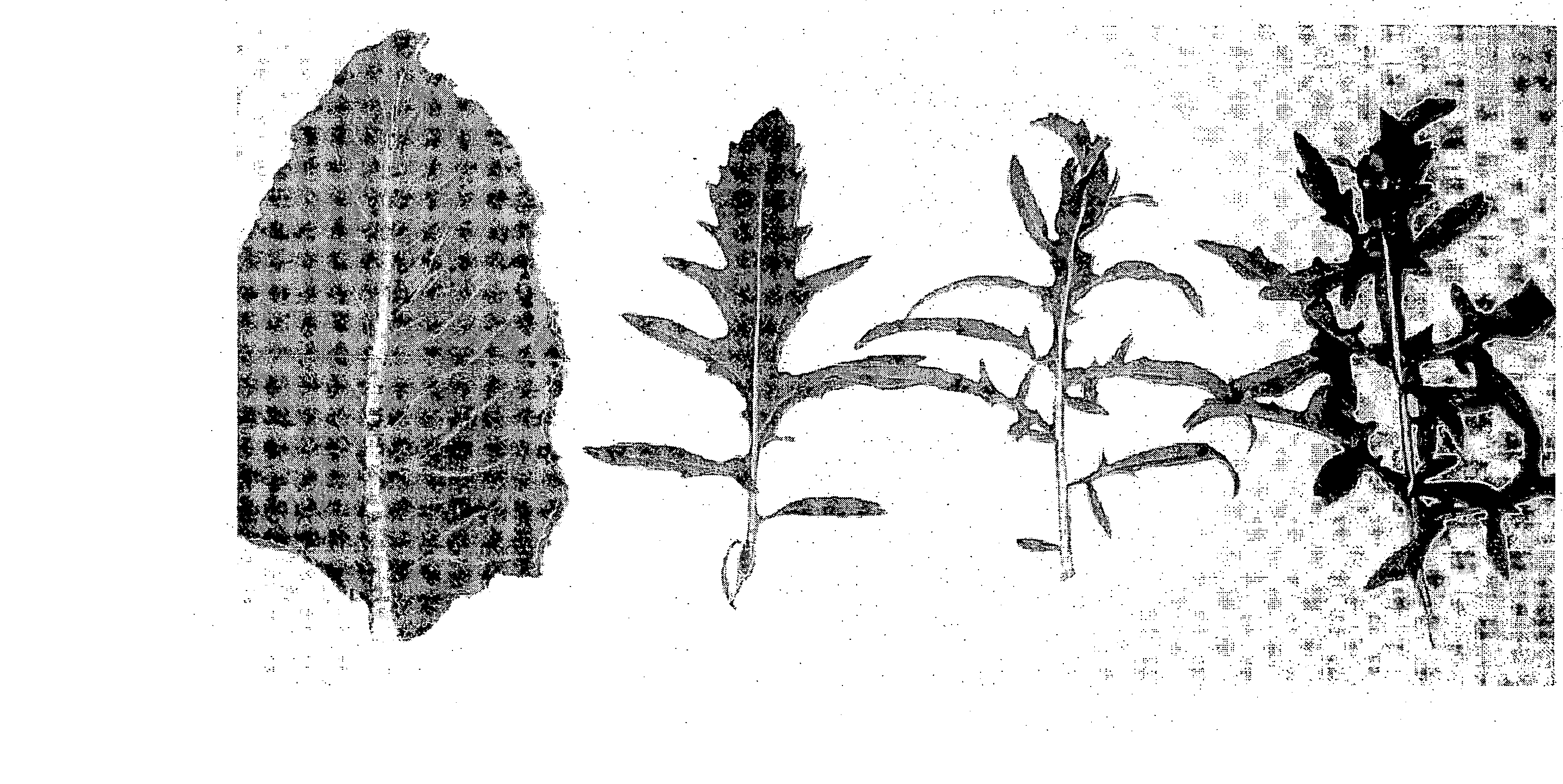 Novel rucola plants with cytoplasmic male sterility (CMS)