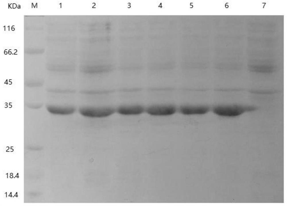 Mature peptide of myotis brandti leukotriene A4 hydrolase inhibitor Motistin and application of mature peptide