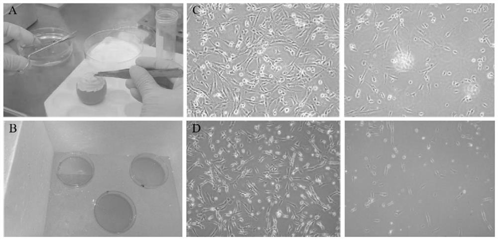 Purification method of livestock and poultry animal muscle stem cells