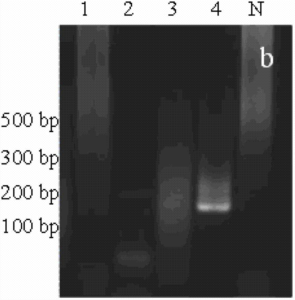 Detection method for EV71virus in environmental water body