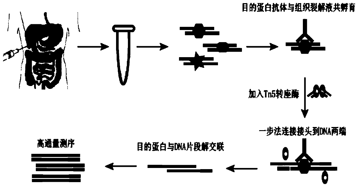 Method for preparing chromatin co-immunoprecipitation library by using trace of clinical puncture sample and application of method