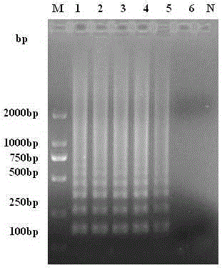 A set of isothermal amplification primers for rapid detection of bovine and sheep Akabane disease virus and its application