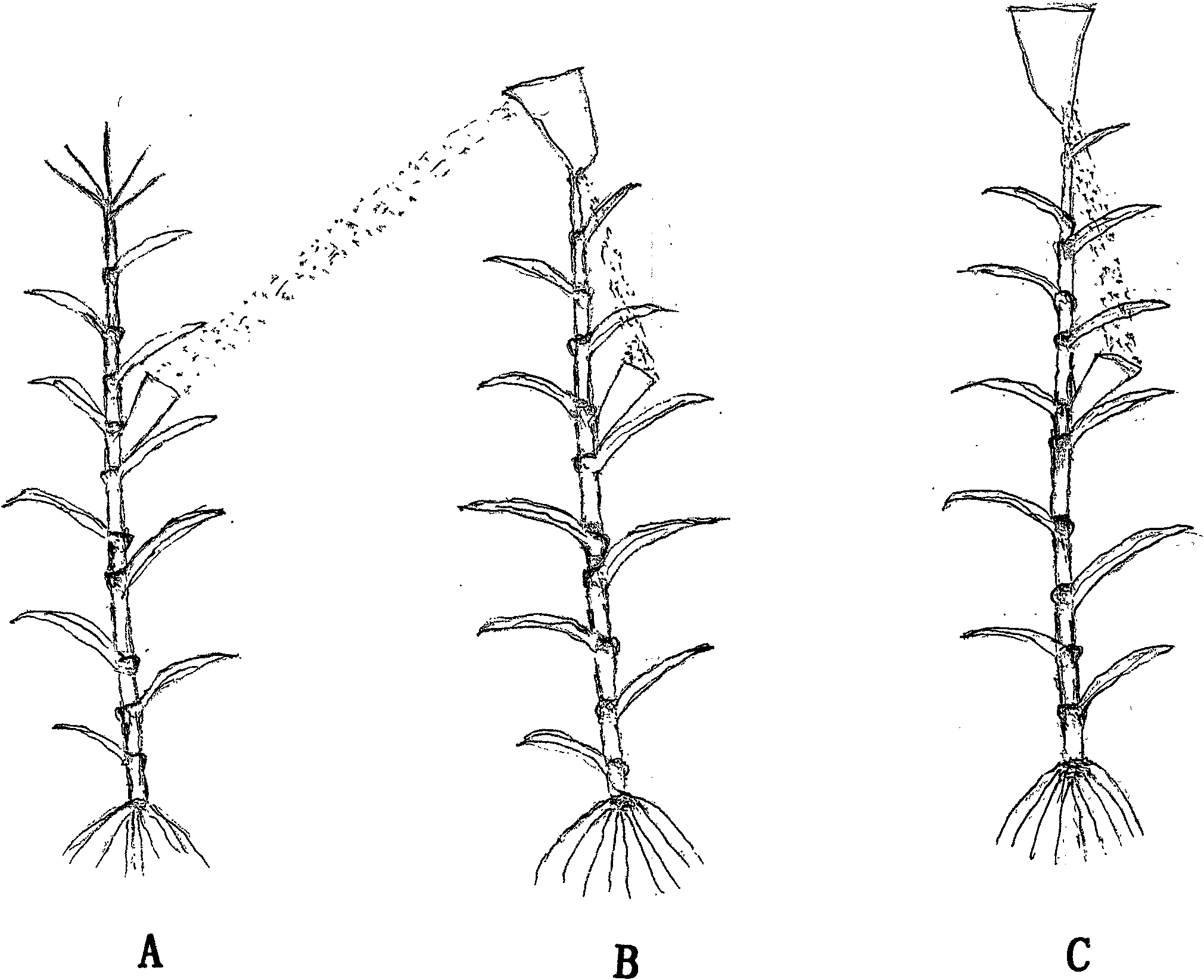 Corn three-line breeding technique