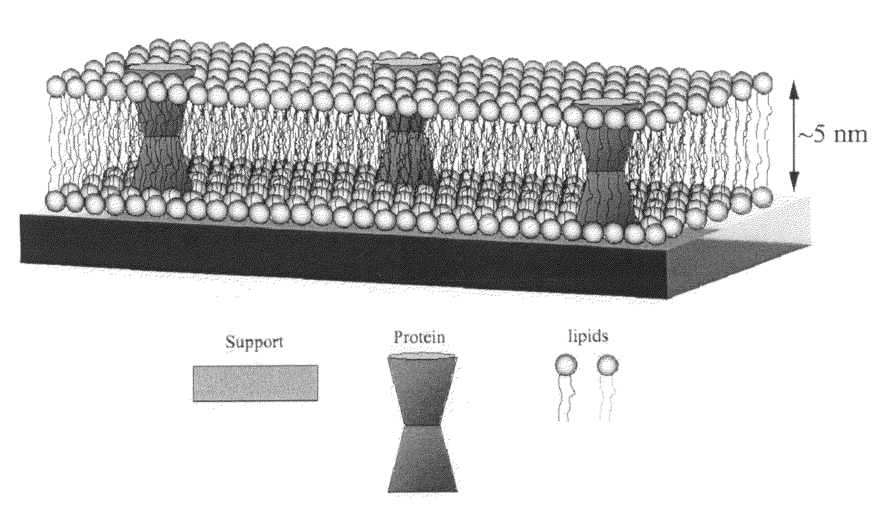 Biomimetic membranes, their production and uses thereof in water purification