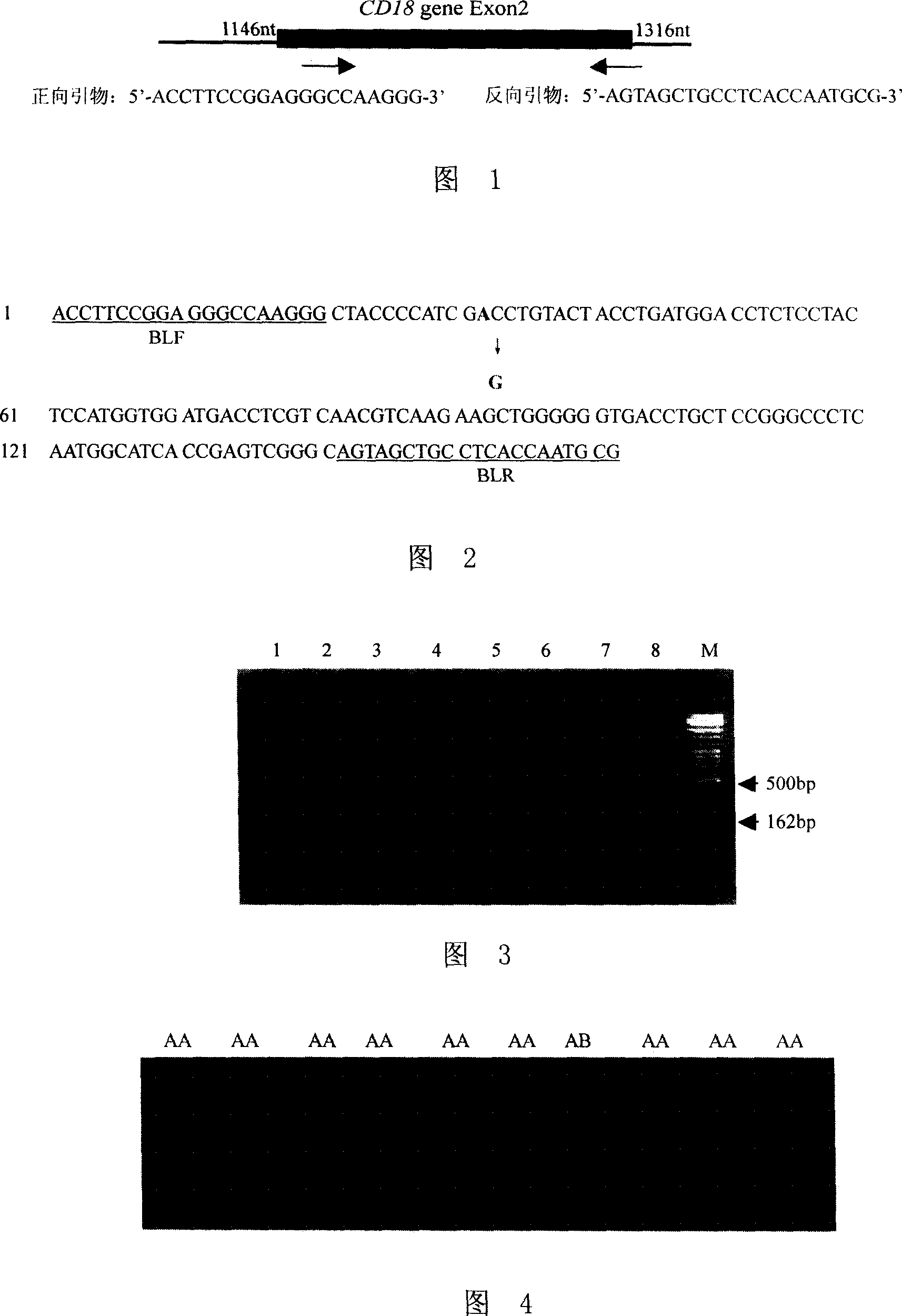 Method for screening excellent breeding cattle with normal CD18 gene and dedicated primer therefor