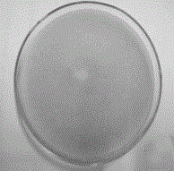 Method for inducing Blakeslea trispora aging strain to rapidly produce a large number of spores