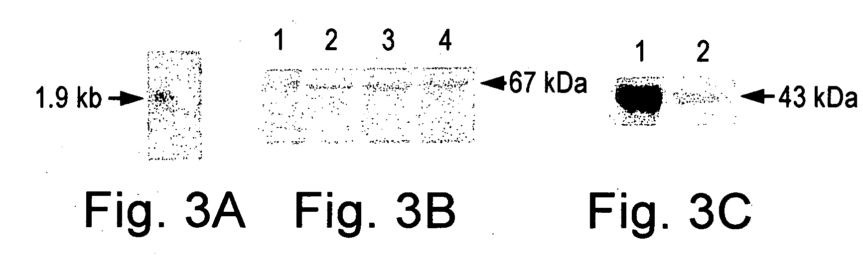 Adipocyte Insulin adpinsl with Insulin A and B chains and an effective method of treating type 2 diabetes in a subject using adipocyte insulin