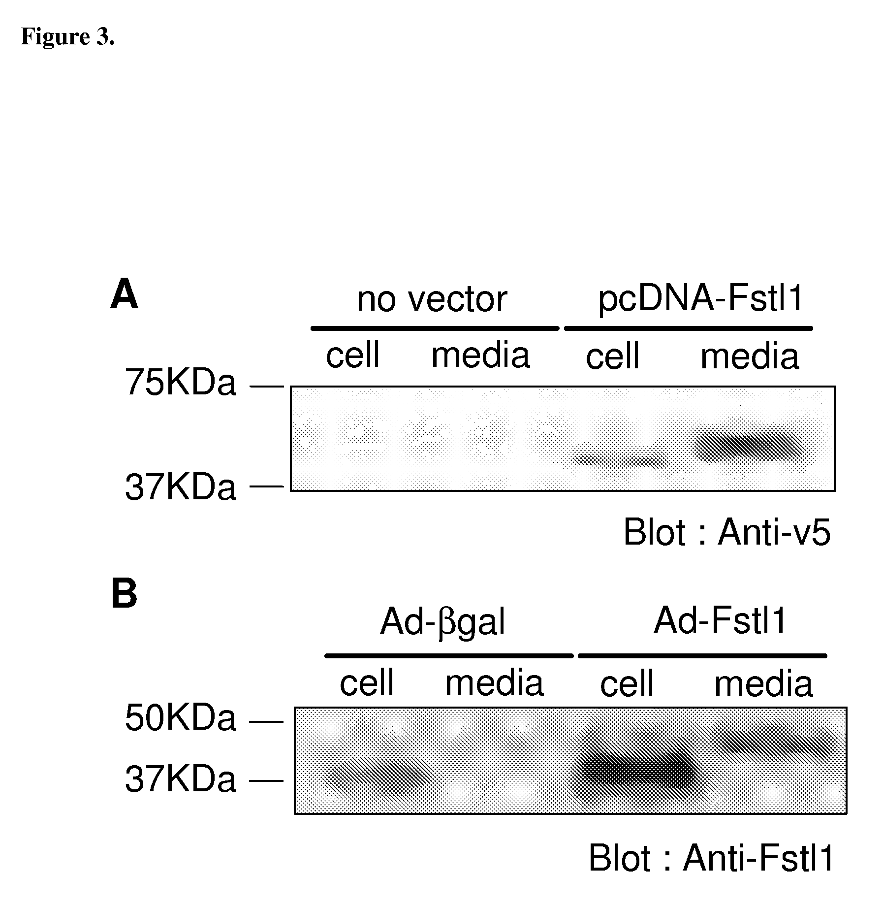 Method of treating ischemic injury with follistatin-like 1 polypeptide