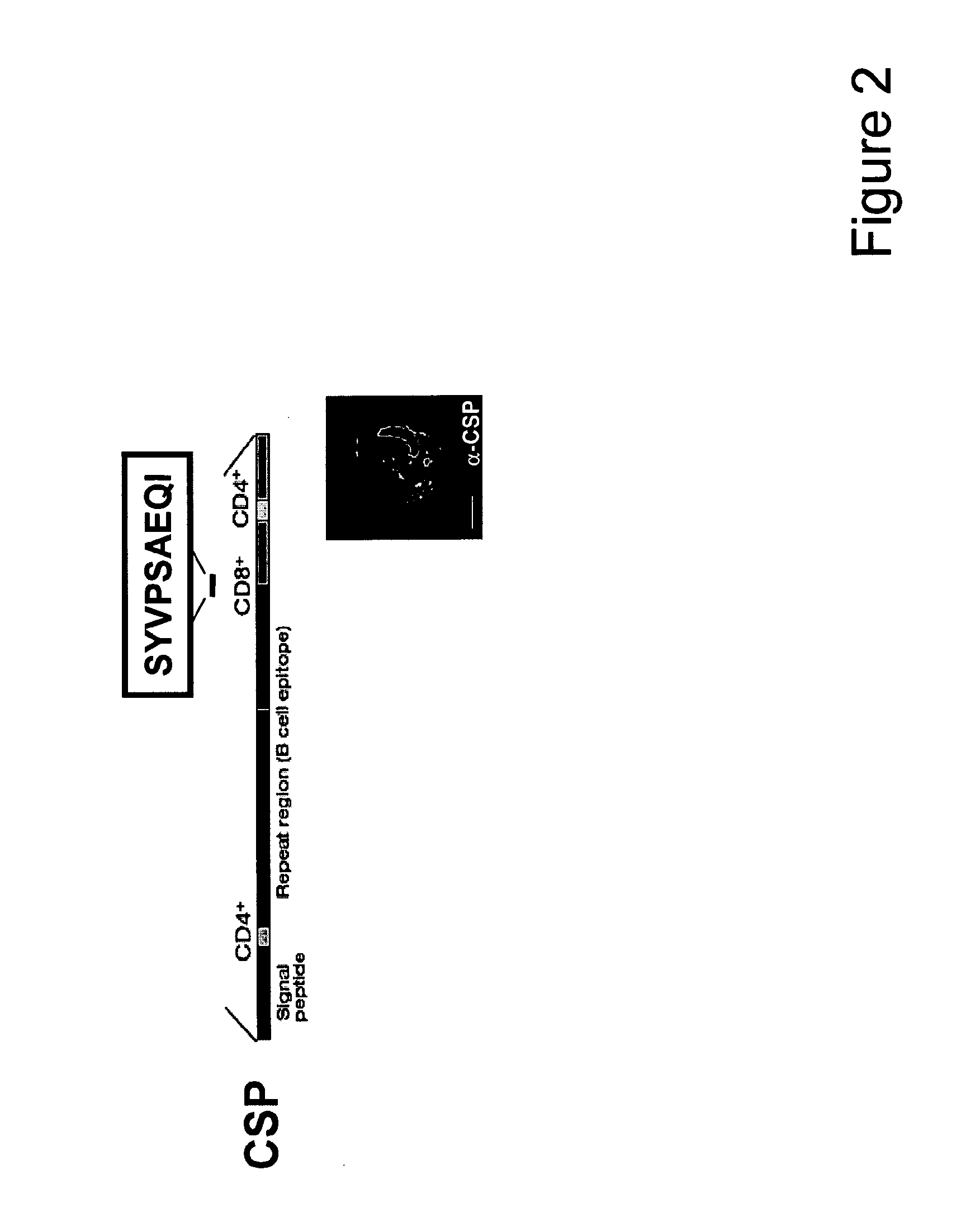 Malaria vaccines based on apicomplexan ferlins, ferlin-like proteins and other c2-domain containing proteins