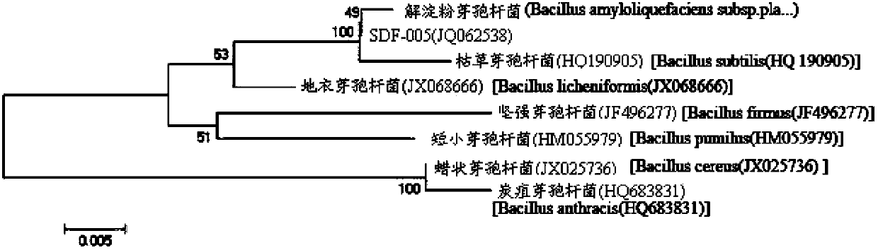 Bacillus amyloliquefaciens and application thereof in prevention and treatment of walnut anthracnose