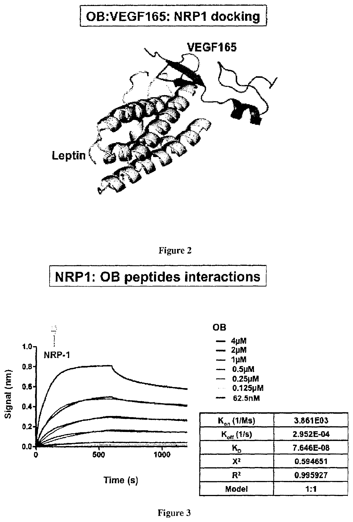 Polypeptides capable of inhibiting the binding between leptin and Neuropilin-1