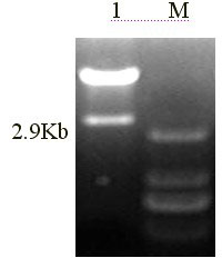 Fusion gene for three sweet potato viruses and interference carrier thereof