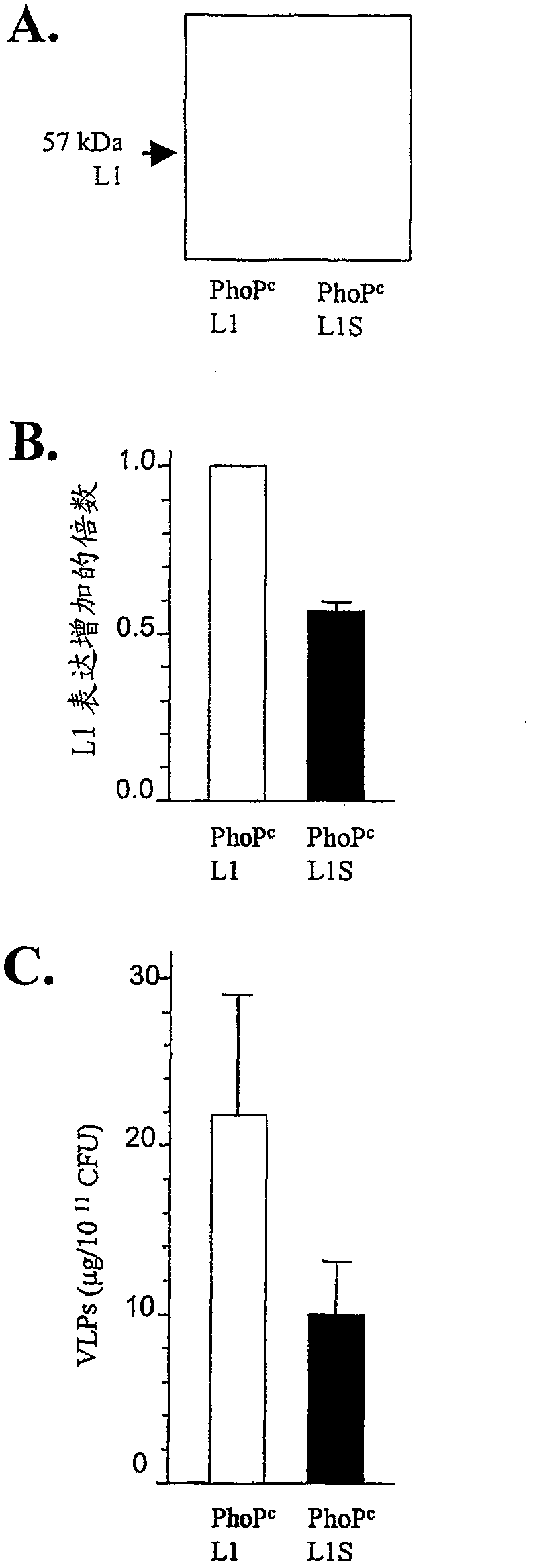 Codon-optimized HPV16LI for salmonella vaccine strains against human papillomavirus type 16