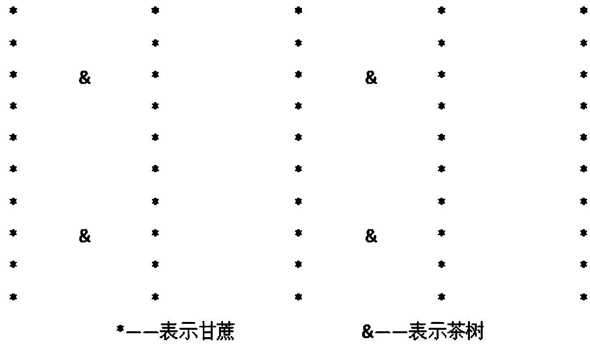 Method for interplanting Saccharum officinarum with tea trees