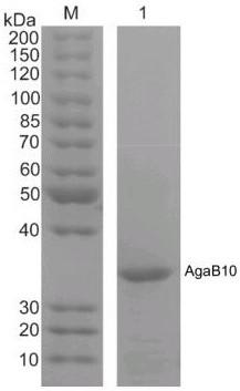 Endo-type beta-agarase with main degradation product being neoagarobiose as well as application thereof