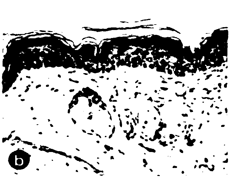 Human-like collagen mask solution and preparation method thereof