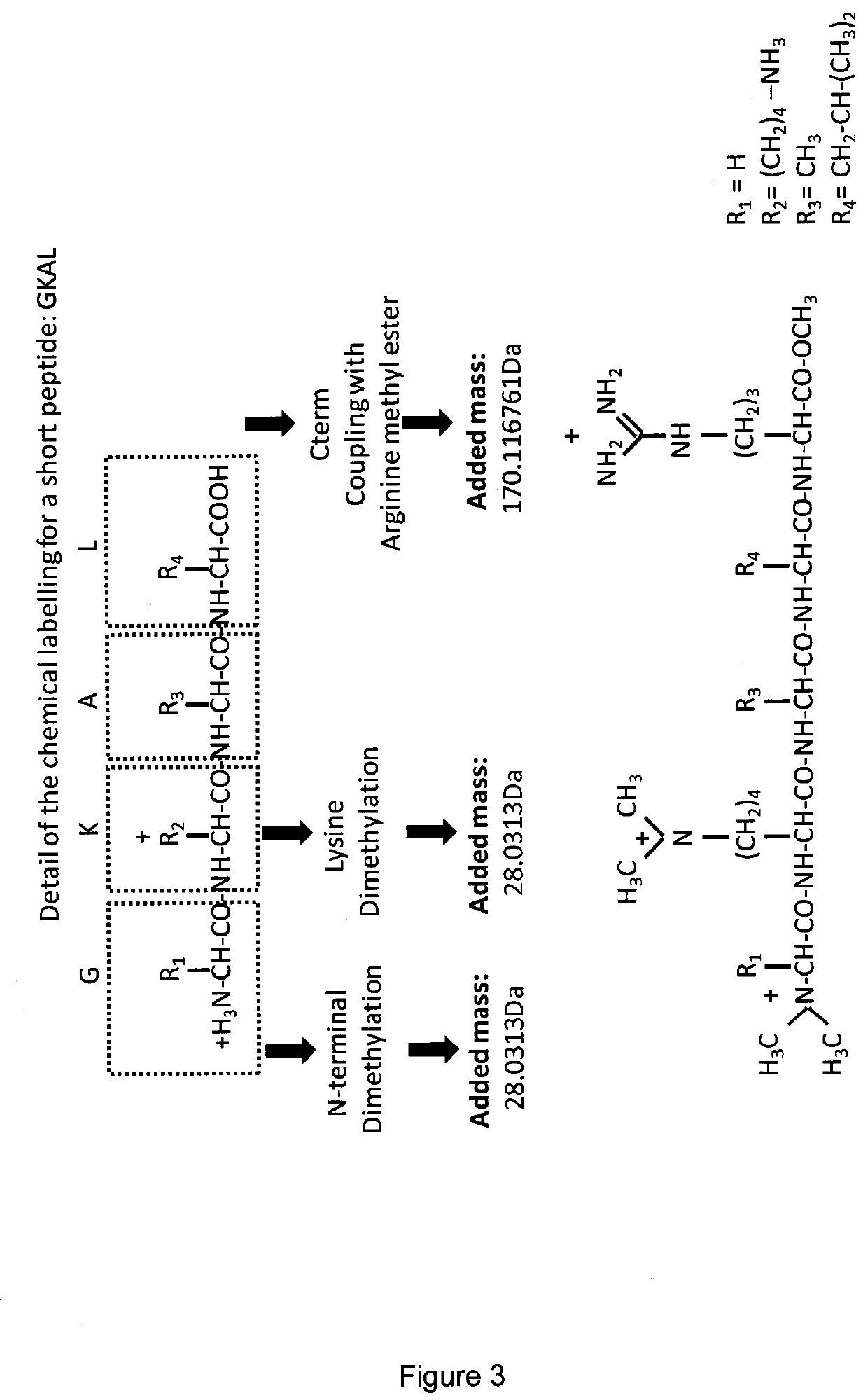 A labelling method to distinguish isobaric amino acids and amino acid combinations