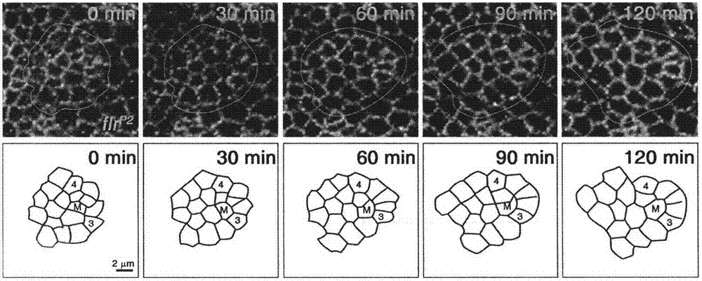 In-vitro culture system and application of fruit fly retina development model