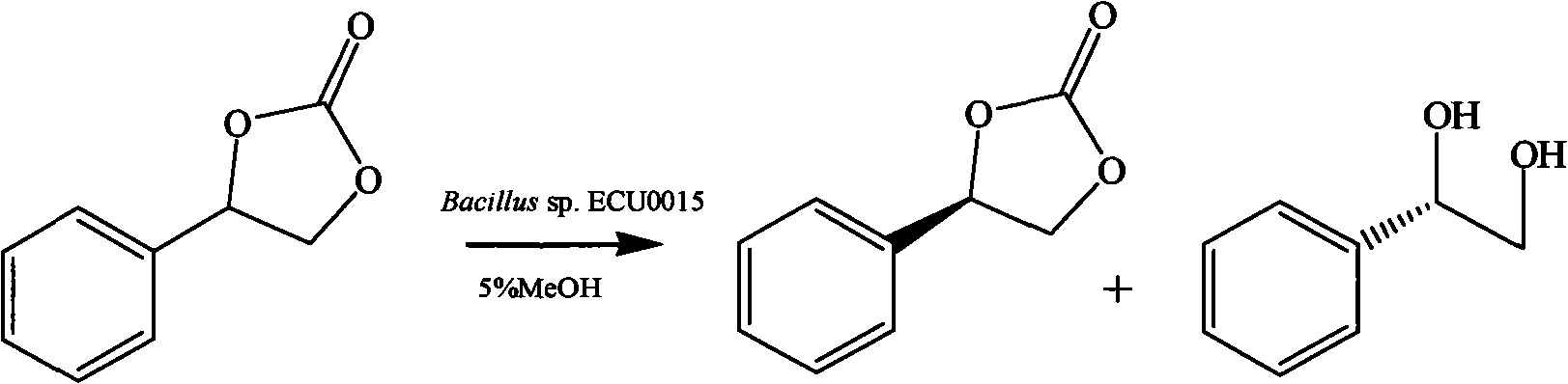 Bacillus and application thereof