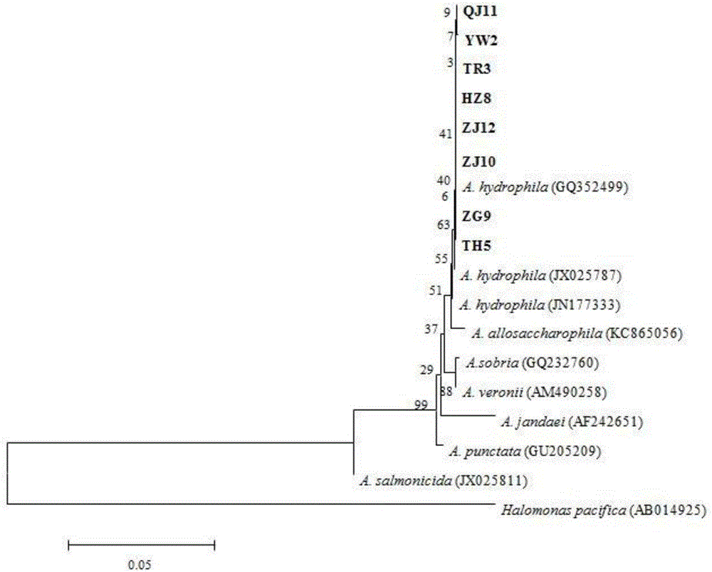 Sturgeon-source aeromonas hydrophila and application thereof