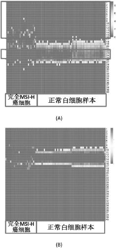 Microsatellite biomarker combination, detection kit and use thereof