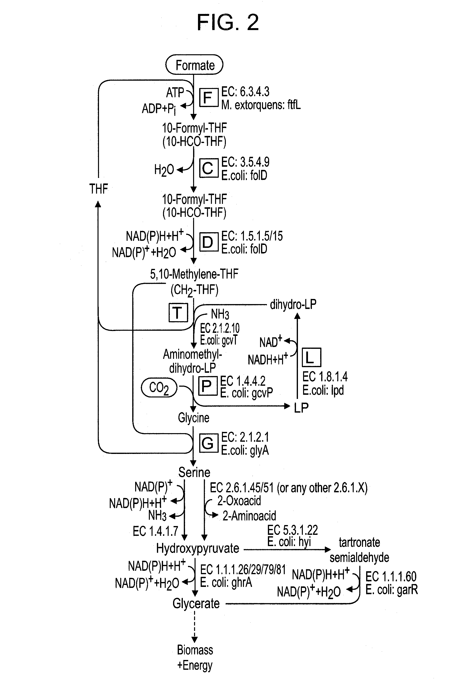 Use of the reductive glycine pathway for generating formatotrophic and autotrophic microorganisms