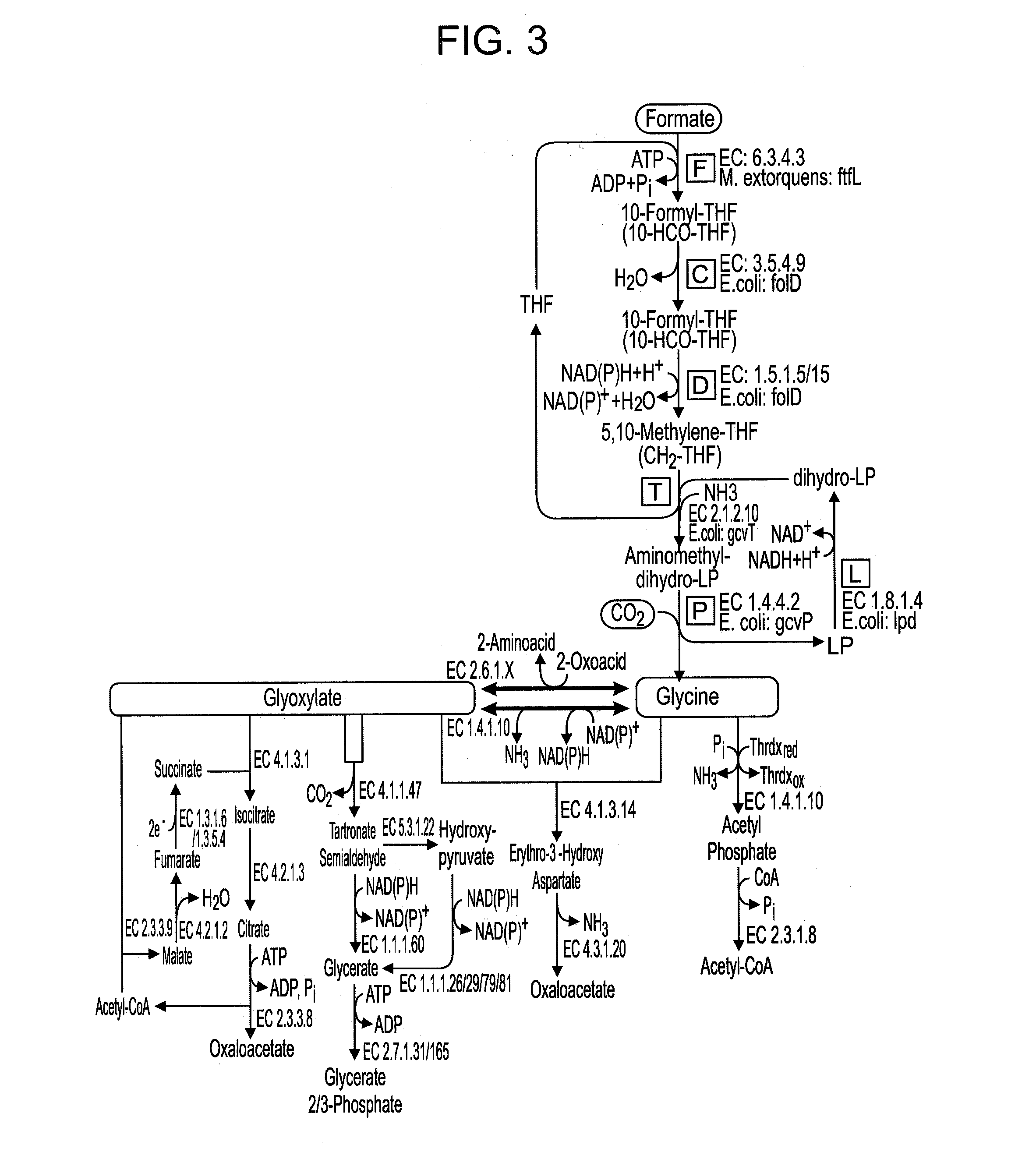 Use of the reductive glycine pathway for generating formatotrophic and autotrophic microorganisms