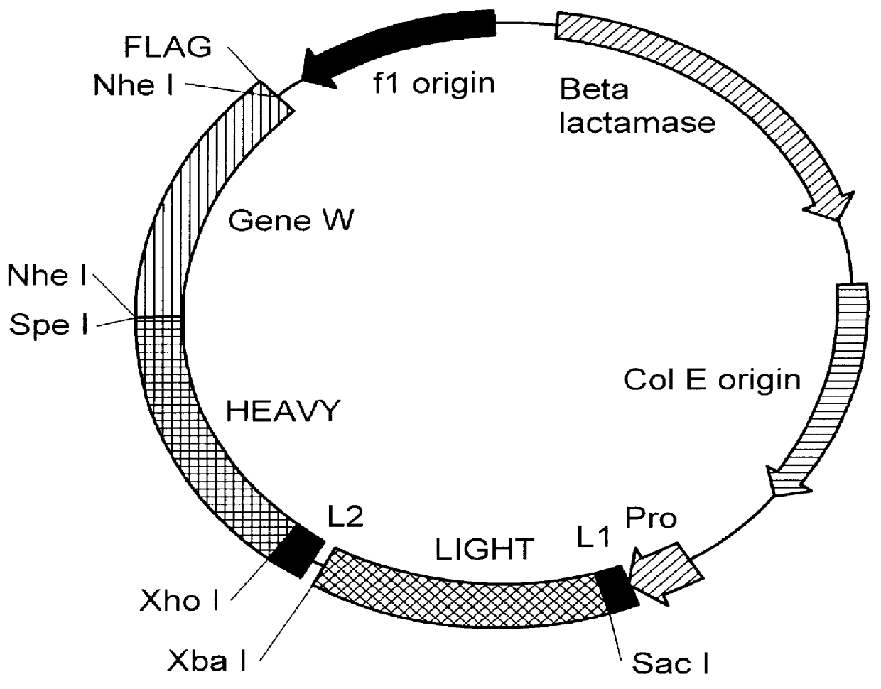 Human B7.1-specific primatized antibodies and transfectomas expressing said antibodies