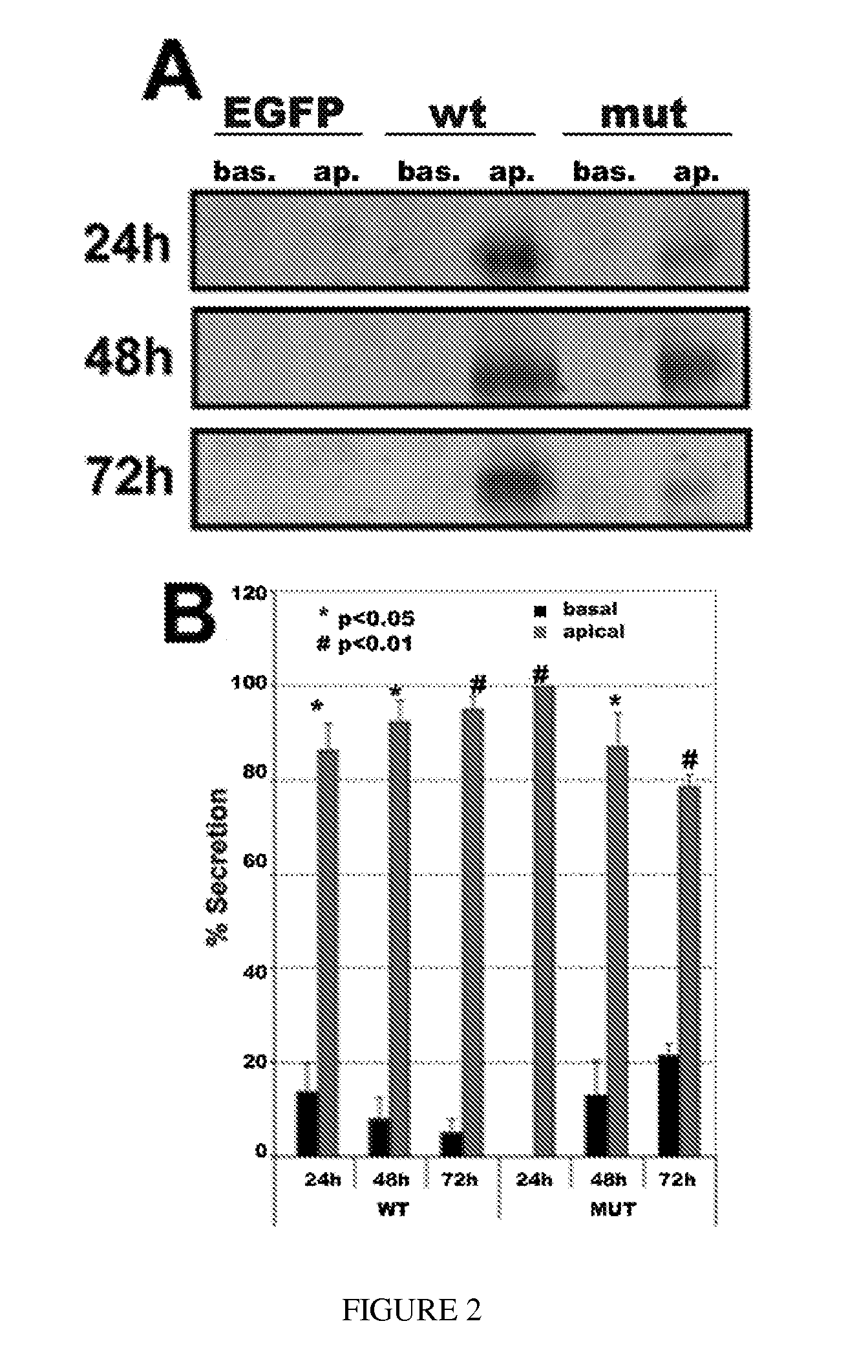 Method for transducing cells with primary cilia