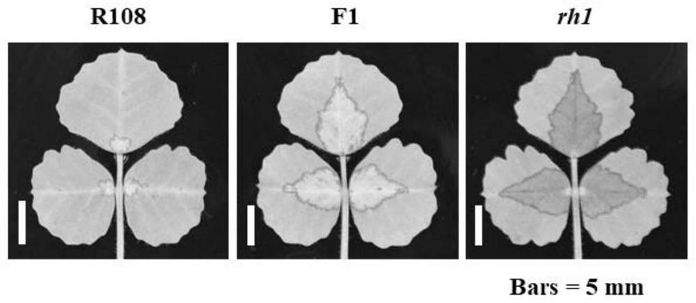 Anthocyanin synthesis-related proteins and their application in regulating plant anthocyanin content