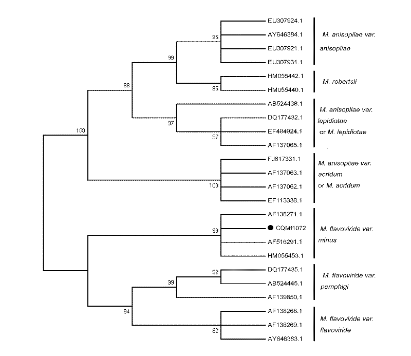 Metarhizium flavoviride bacterial strain and application thereof