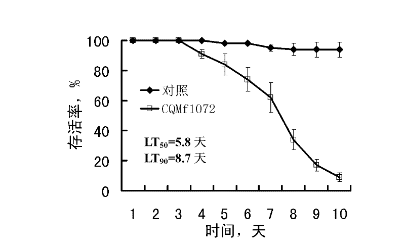 Metarhizium flavoviride bacterial strain and application thereof