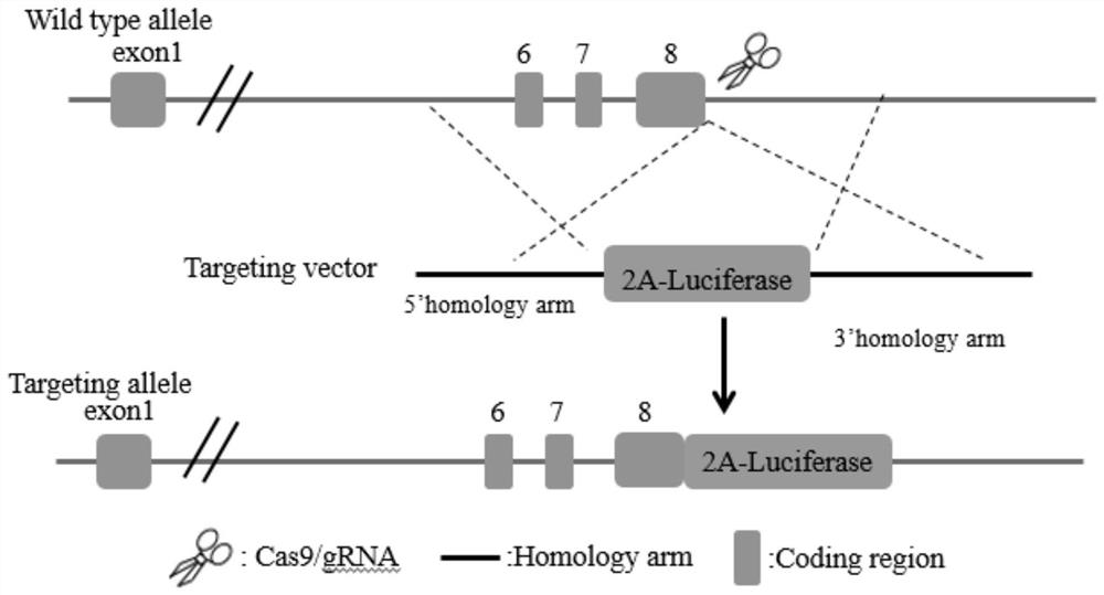 Non-human mammal model as well as construction method and application thereof