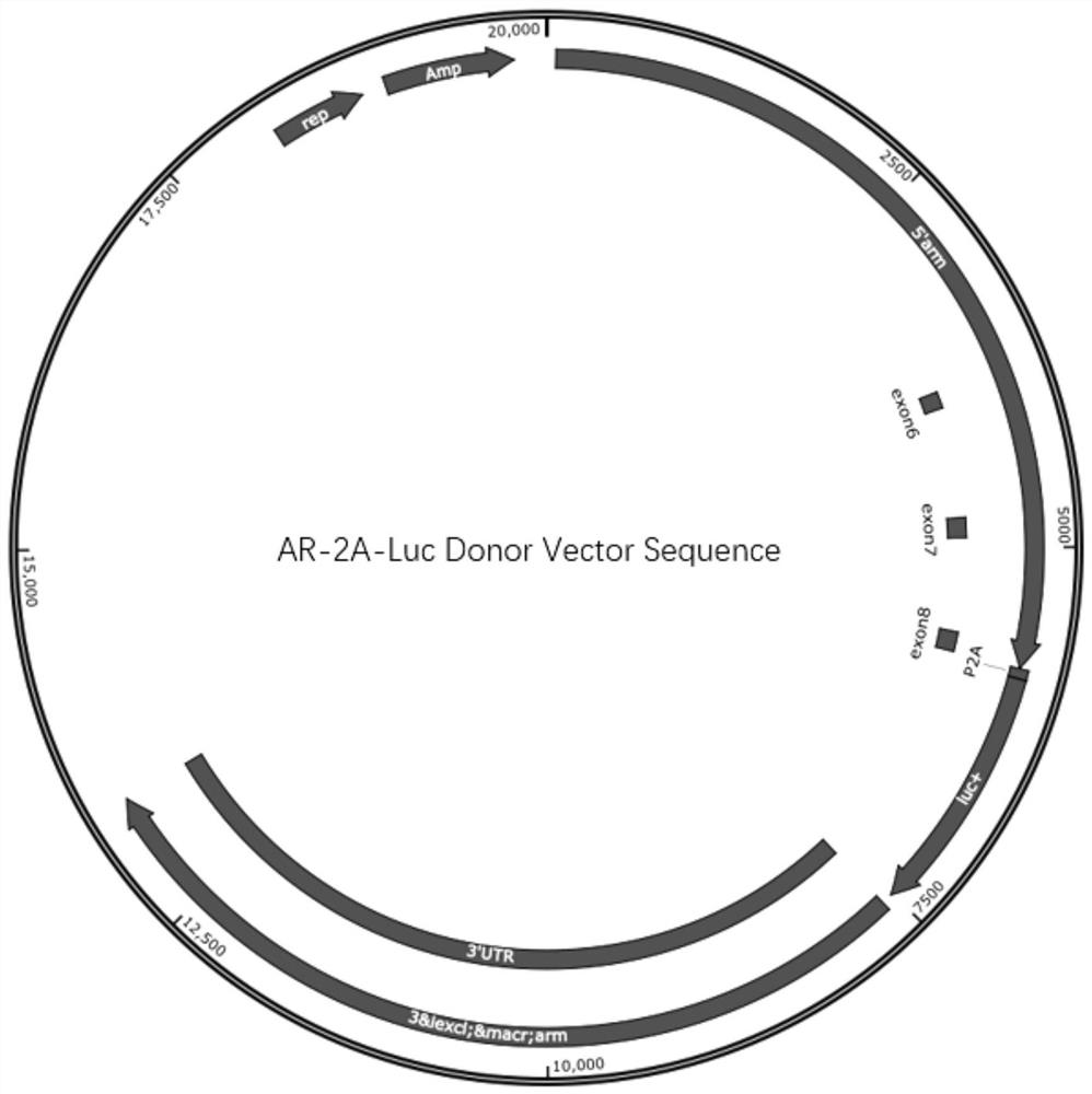 Non-human mammal model as well as construction method and application thereof