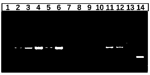 Rapid PCR amplification kit as well as application method thereof