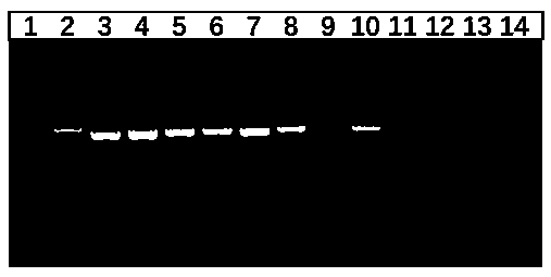 Rapid PCR amplification kit as well as application method thereof