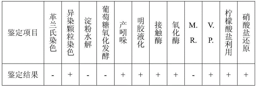 Aerobic denitrifying bacterium strain and application thereof