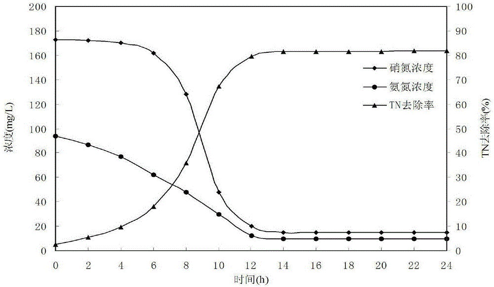 Aerobic denitrifying bacterium strain and application thereof