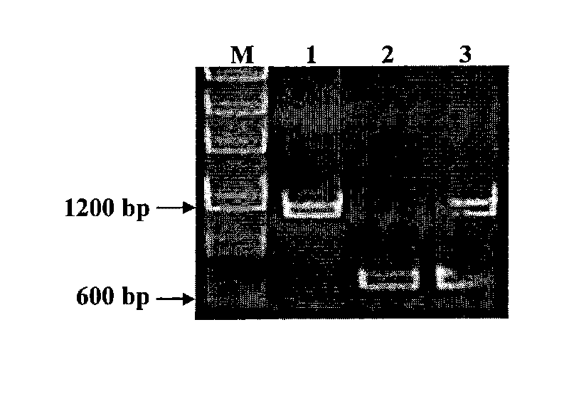 Method for rapidly identifying rice black-streaked dwarf virus and southern rice black-streaked dwarf virus