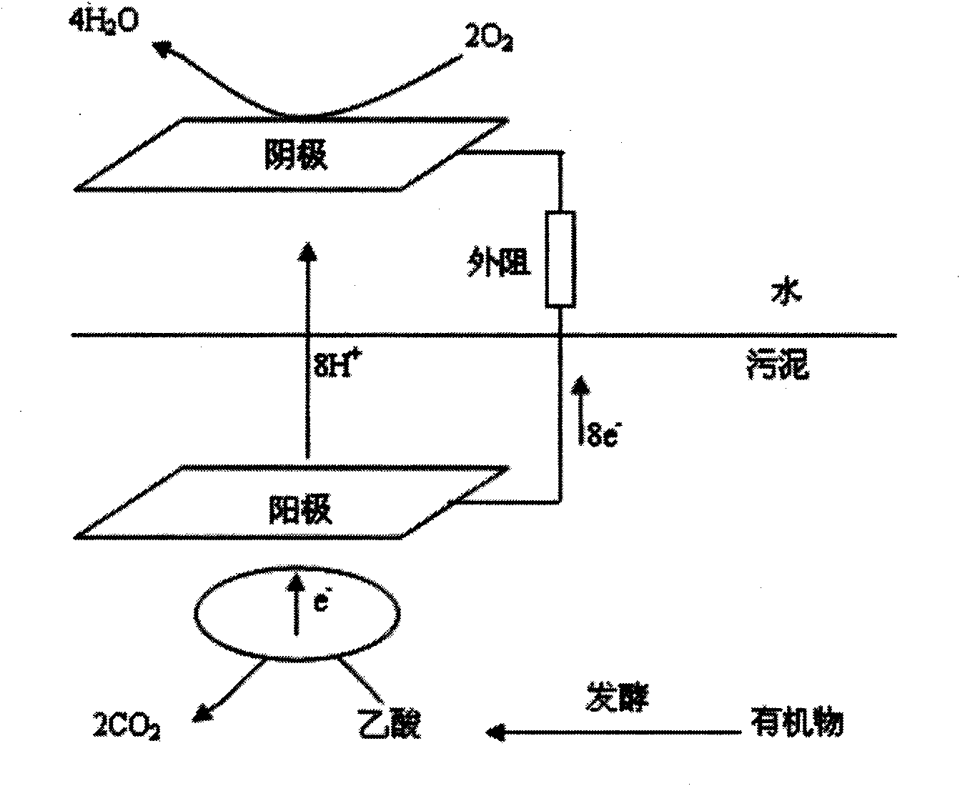 Microbiological cell device and municipal sludge disposal method