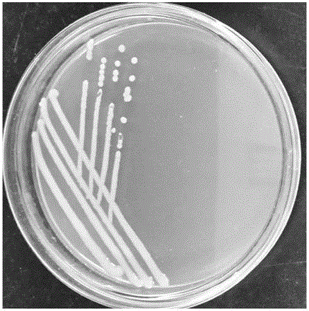 Method for immobilized culture of salt-tolerant bacillus strains and application