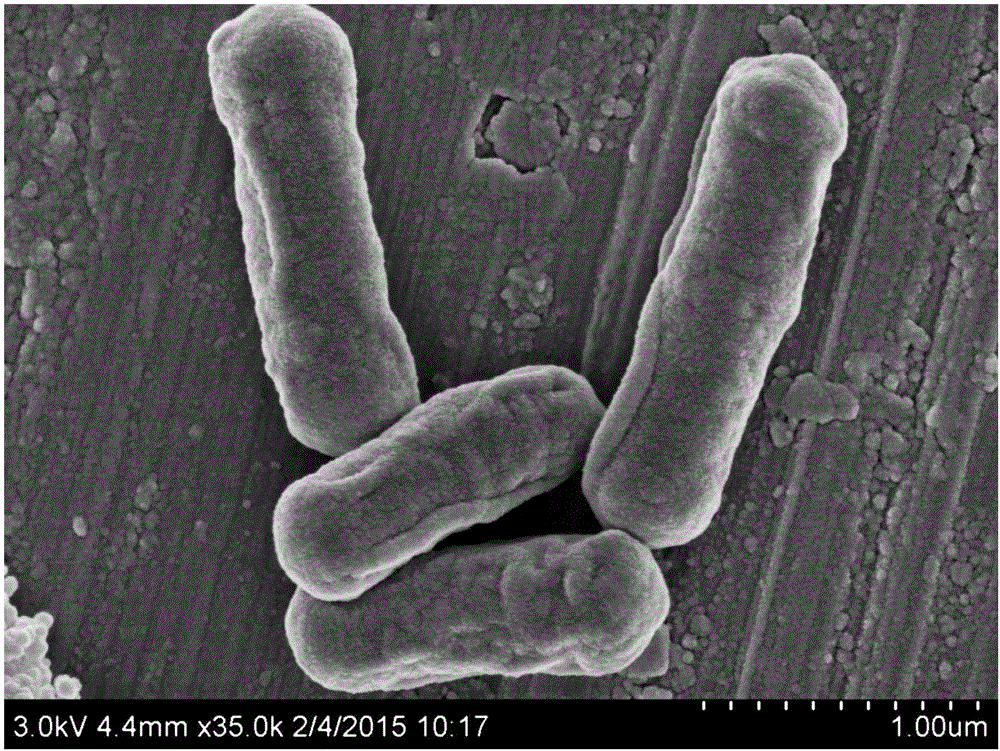 Method for immobilized culture of salt-tolerant bacillus strains and application