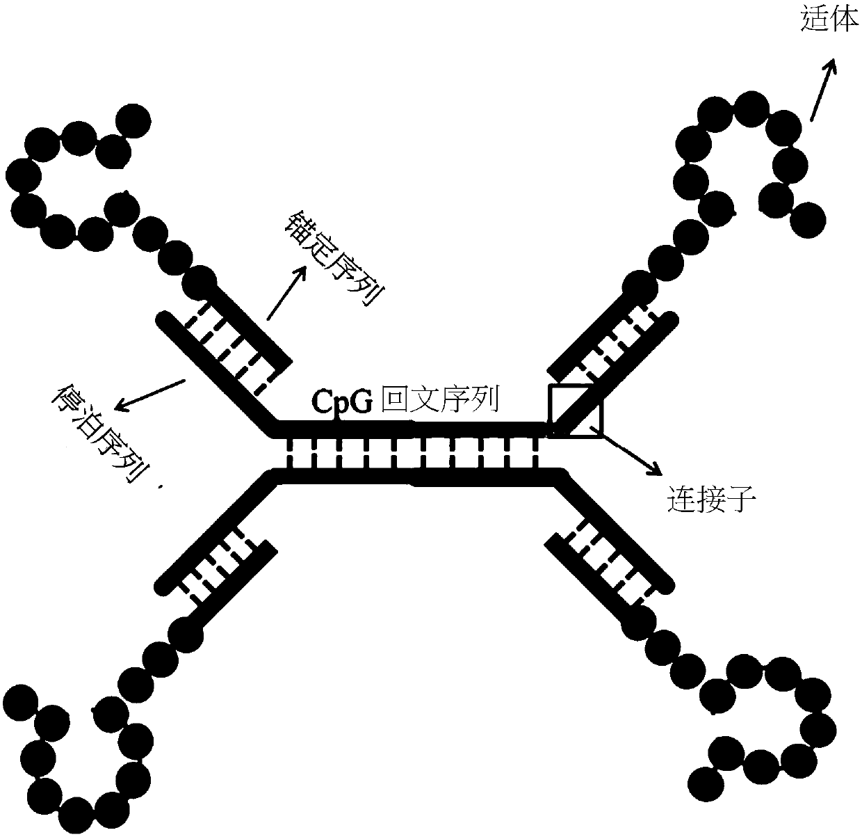 Chimeric nucleic acid molecule used for immunoregulation, and application of chimeric nucleic acid molecule