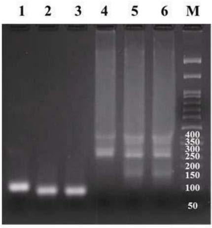 Chimeric nucleic acid molecule used for immunoregulation, and application of chimeric nucleic acid molecule