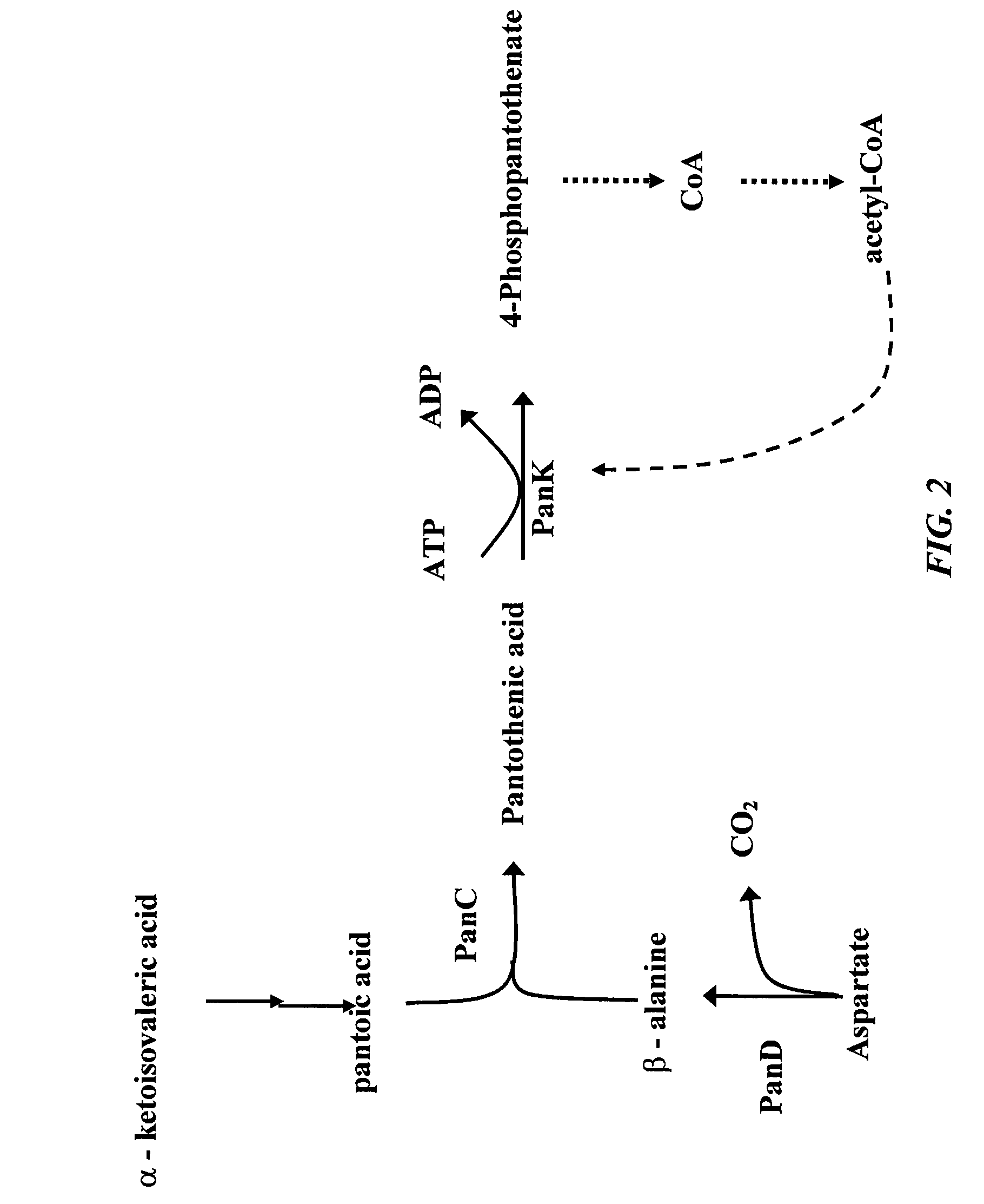 Increased bacterial CoA and acetyl-CoA pools