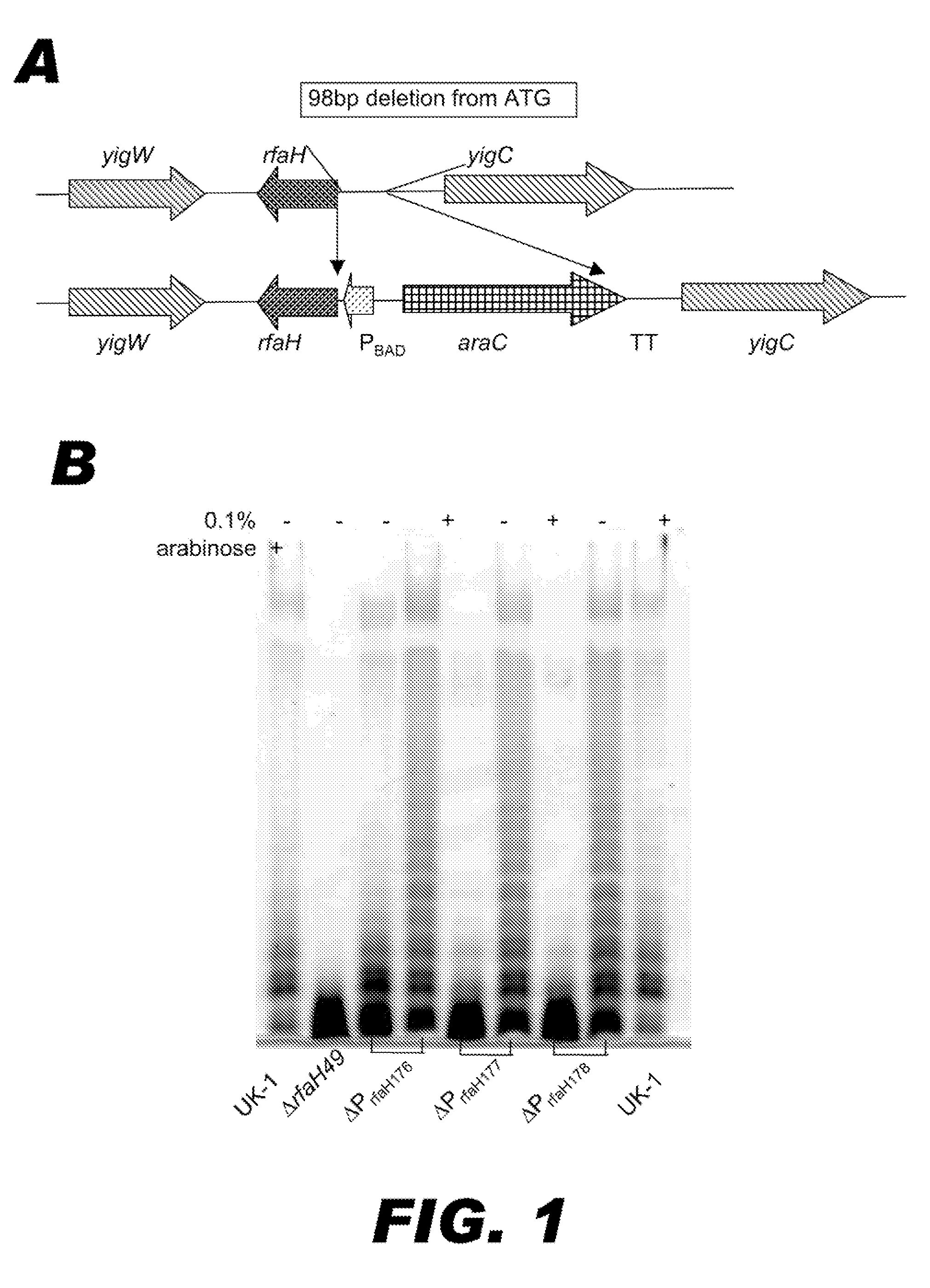 BACTERIUM COMPRISING A REGULATED rfaH NUCLEIC ACID