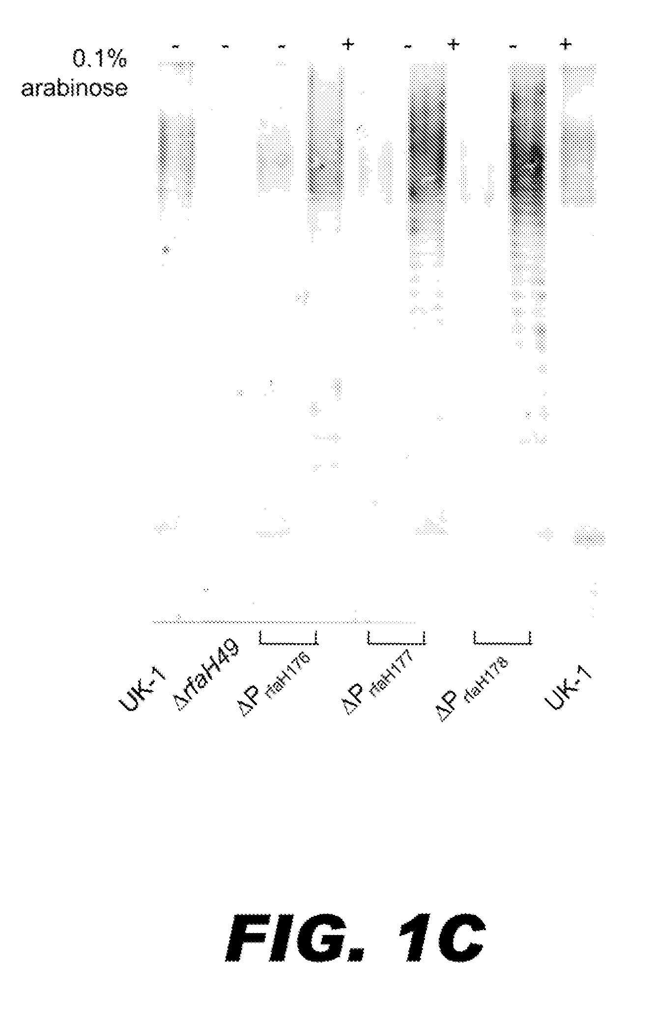 BACTERIUM COMPRISING A REGULATED rfaH NUCLEIC ACID