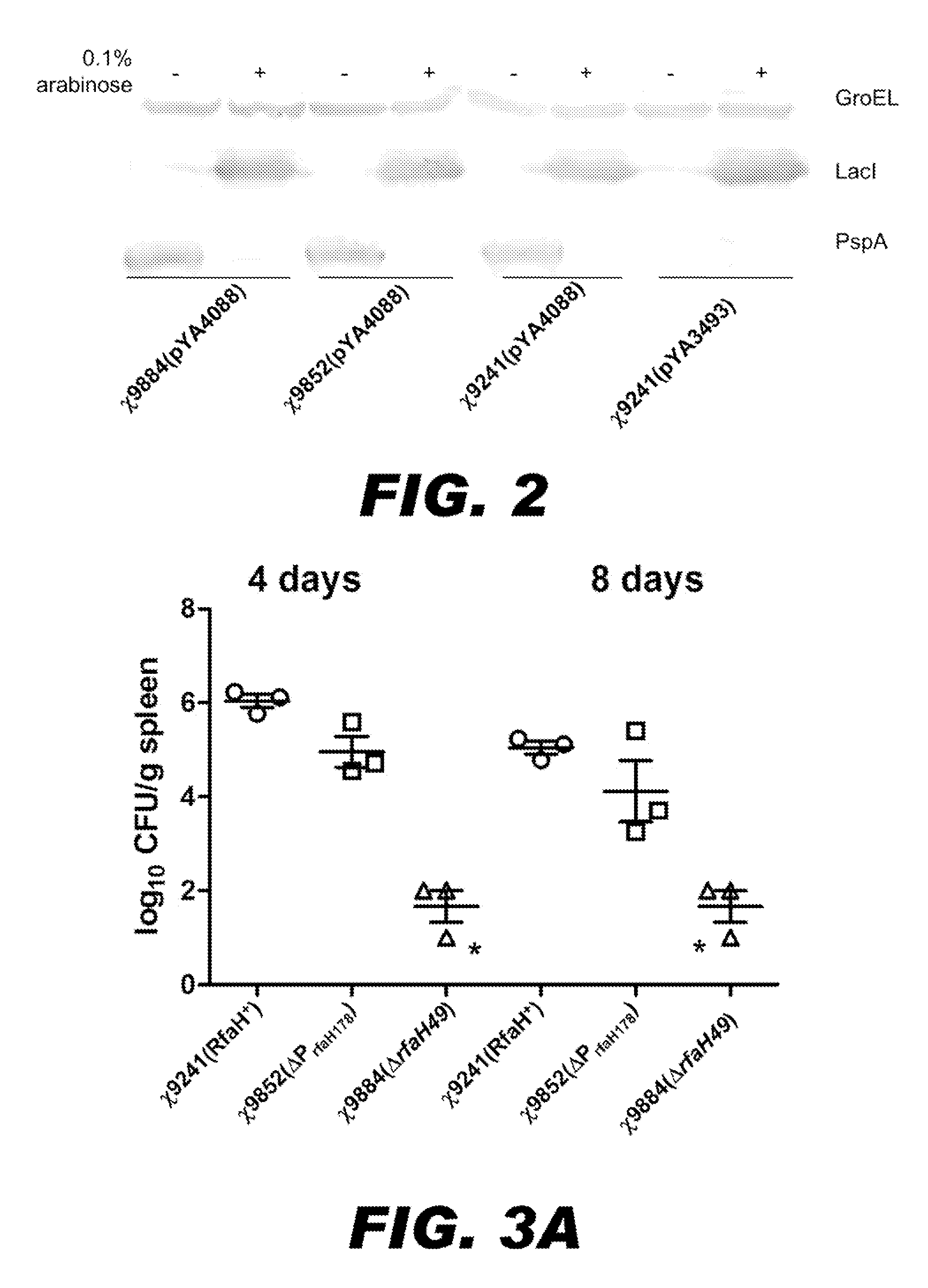 BACTERIUM COMPRISING A REGULATED rfaH NUCLEIC ACID