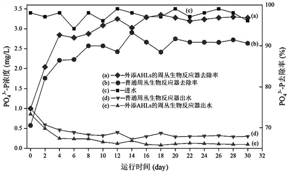 Method for promoting phosphorus removal by stimulating periphyton through AHLs quorum sensing signal molecules and biological phosphorus removal system